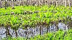 mizubasho7-20250428063040.jpg