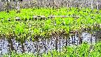 mizubasho7-20250428074040.jpg
