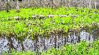 mizubasho7-20250428100045.jpg