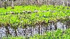 mizubasho7-20250428103051.jpg