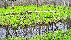 mizubasho7-20250428111043.jpg