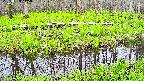 mizubasho7-20250428115041.jpg