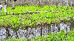 mizubasho7-20250428120040.jpg