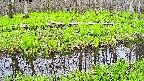mizubasho7-20250428124041.jpg