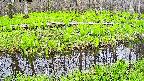 mizubasho7-20250428130041.jpg