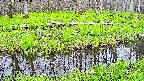 mizubasho7-20250428131040.jpg