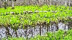 mizubasho7-20250428133042.jpg