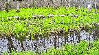 mizubasho7-20250428140044.jpg