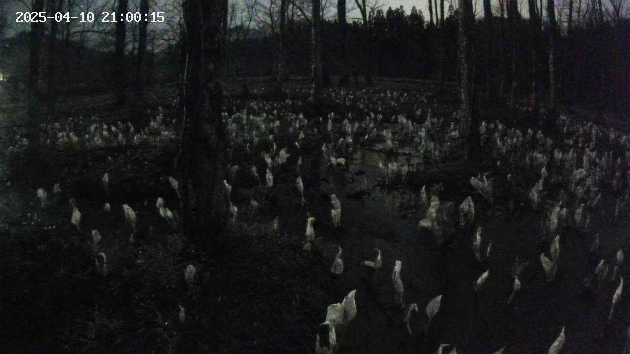 mizubasho1-20250410210016.jpg