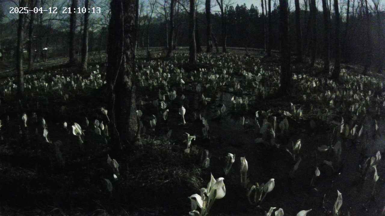 mizubasho1-20250412211015.jpg