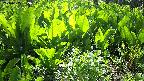 mizubasho2-20240505083037.jpg