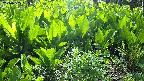 mizubasho2-20240505085033.jpg