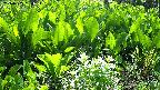 mizubasho2-20240505090036.jpg