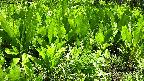 mizubasho2-20240505112039.jpg
