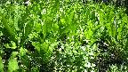 mizubasho2-20240505120055.jpg