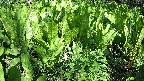 mizubasho2-20240505152035.jpg