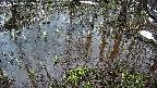 mizubasho2-20250404052029.jpg
