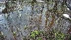mizubasho2-20250404055028.jpg