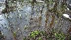 mizubasho2-20250404060030.jpg