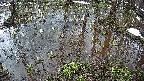 mizubasho2-20250404062029.jpg