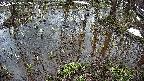 mizubasho2-20250404082028.jpg