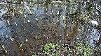 mizubasho2-20250404131032.jpg