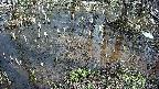 mizubasho2-20250404143029.jpg