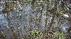 mizubasho2-20250404144029.jpg