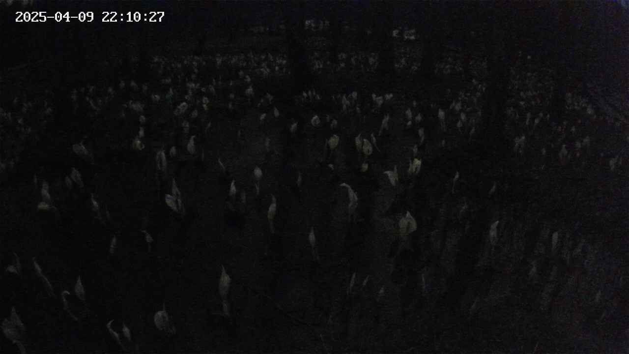 mizubasho2-20250409221028.jpg