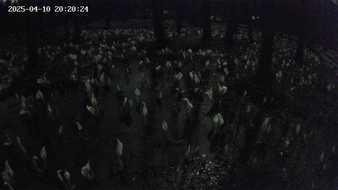 mizubasho2-20250410202025.jpg