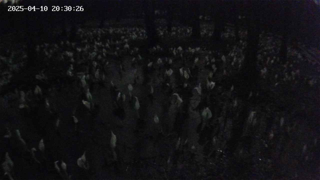 mizubasho2-20250410203027.jpg