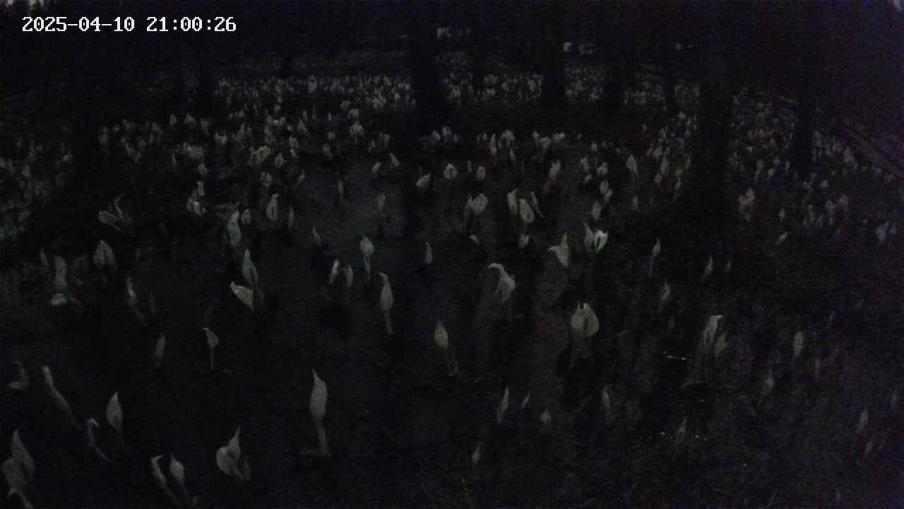 mizubasho2-20250410210028.jpg