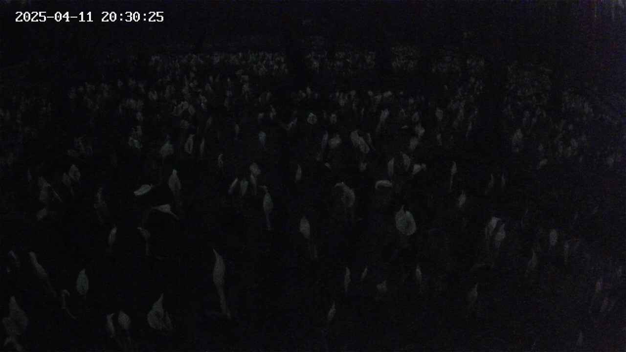 mizubasho2-20250411203026.jpg