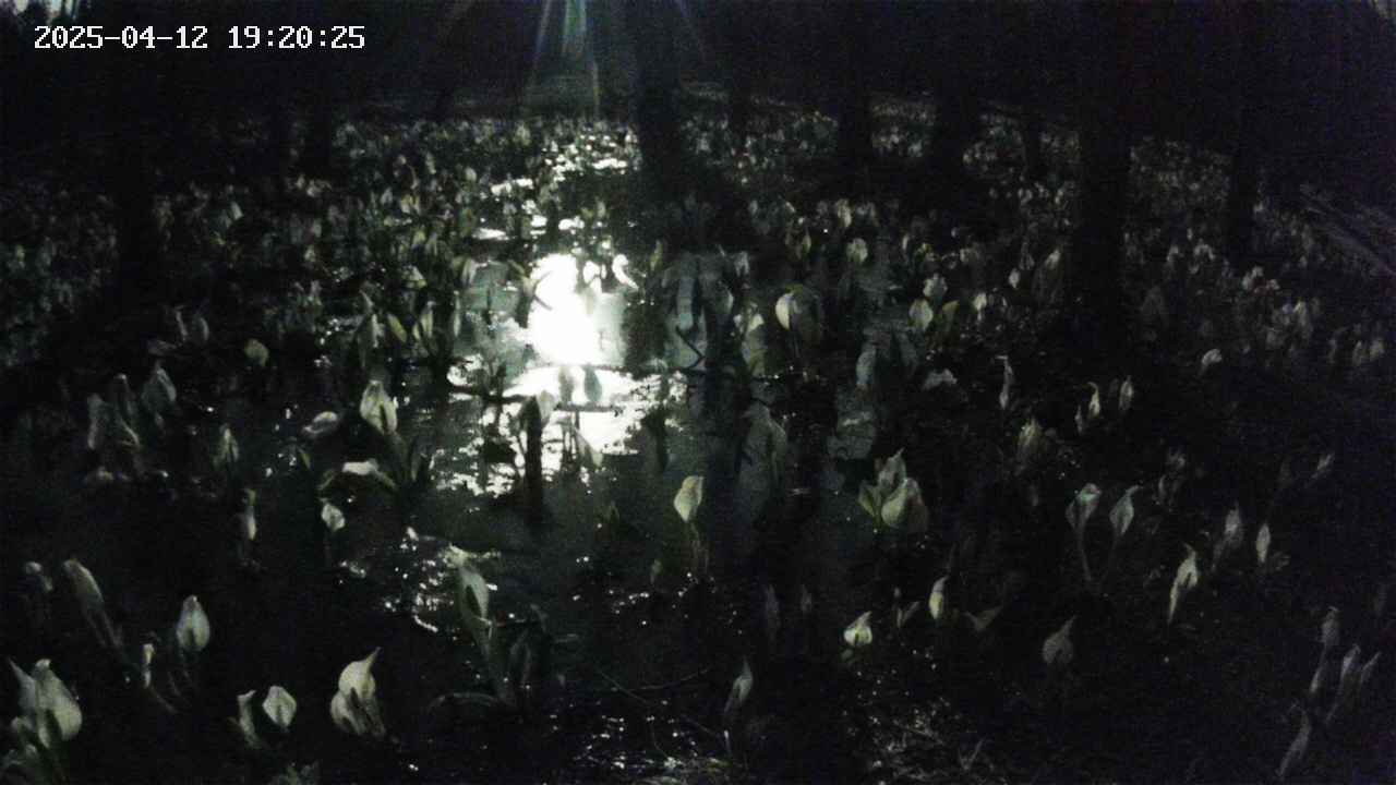 mizubasho2-20250412192027.jpg