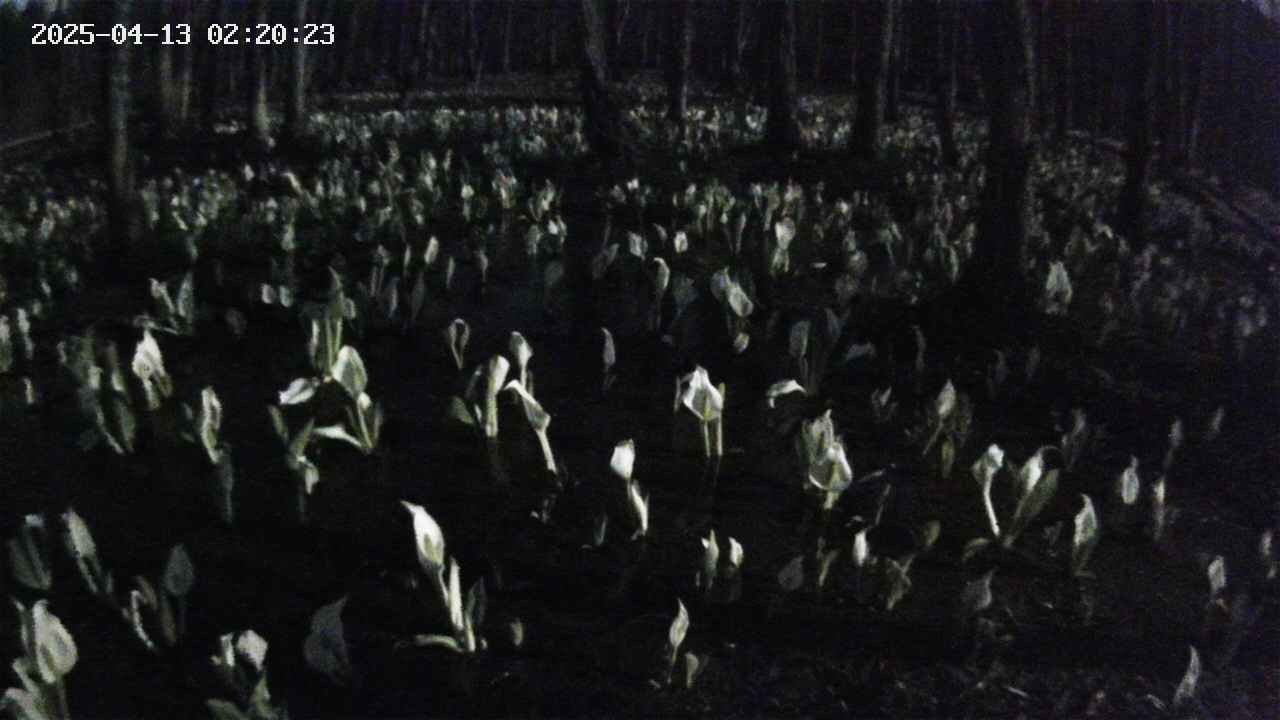 mizubasho2-20250413022025.jpg