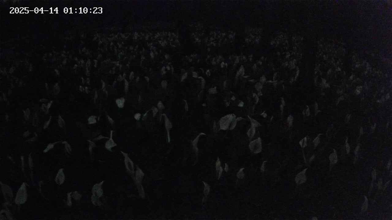 mizubasho2-20250414011024.jpg