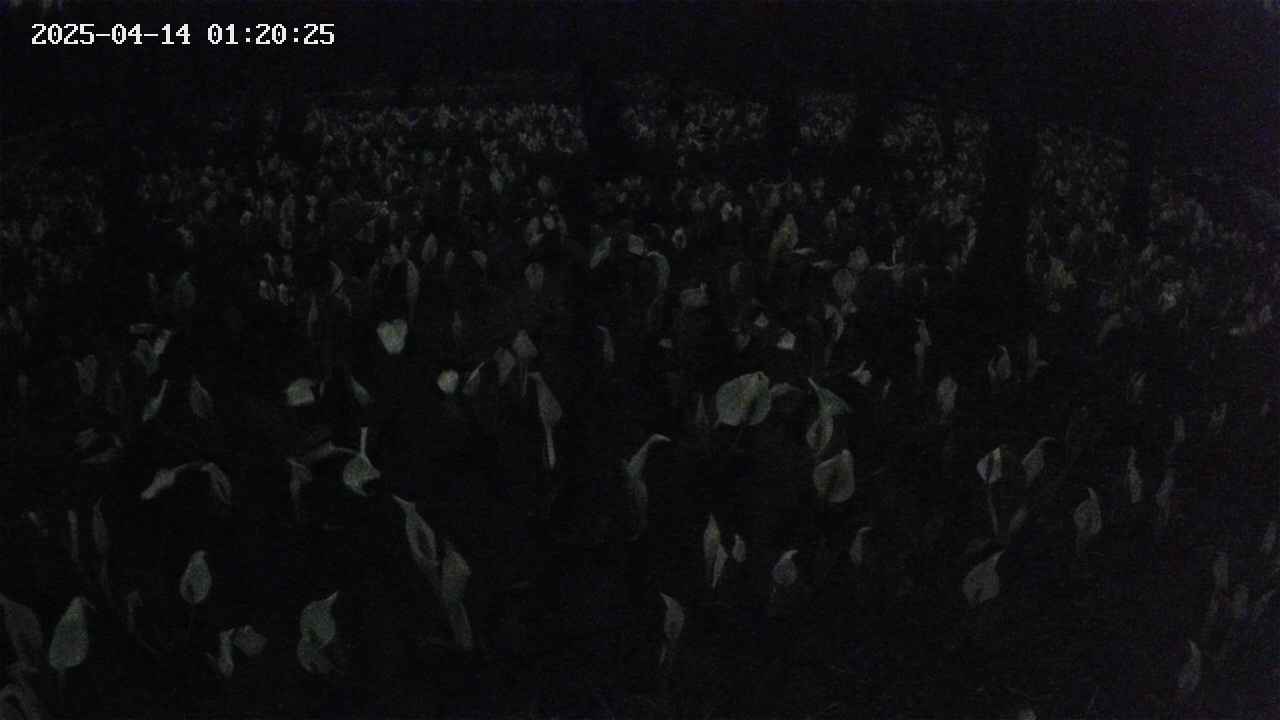 mizubasho2-20250414012027.jpg