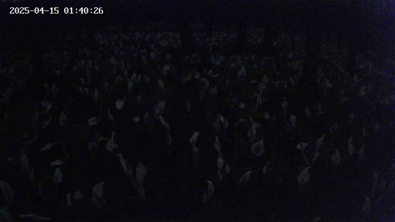 mizubasho2-20250415014027.jpg