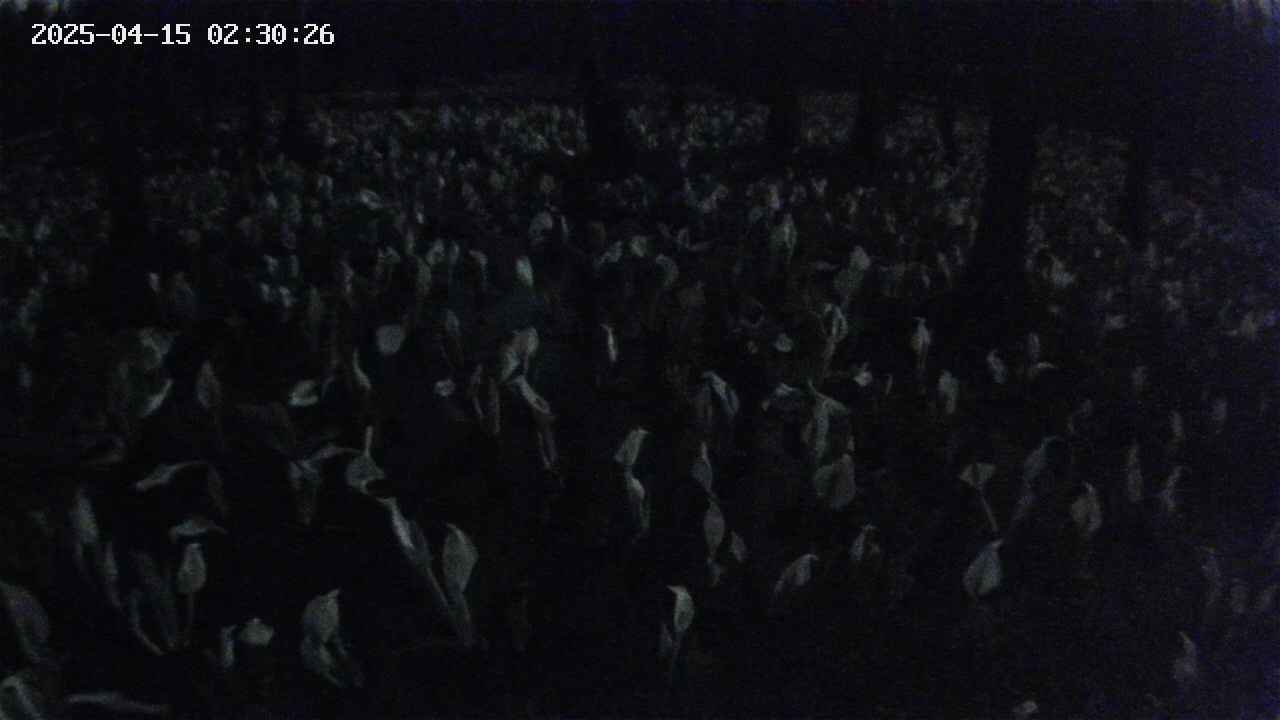 mizubasho2-20250415023027.jpg