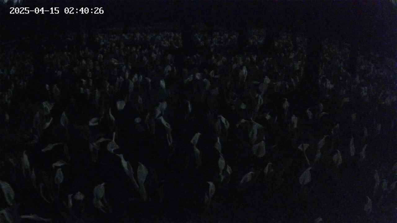 mizubasho2-20250415024027.jpg