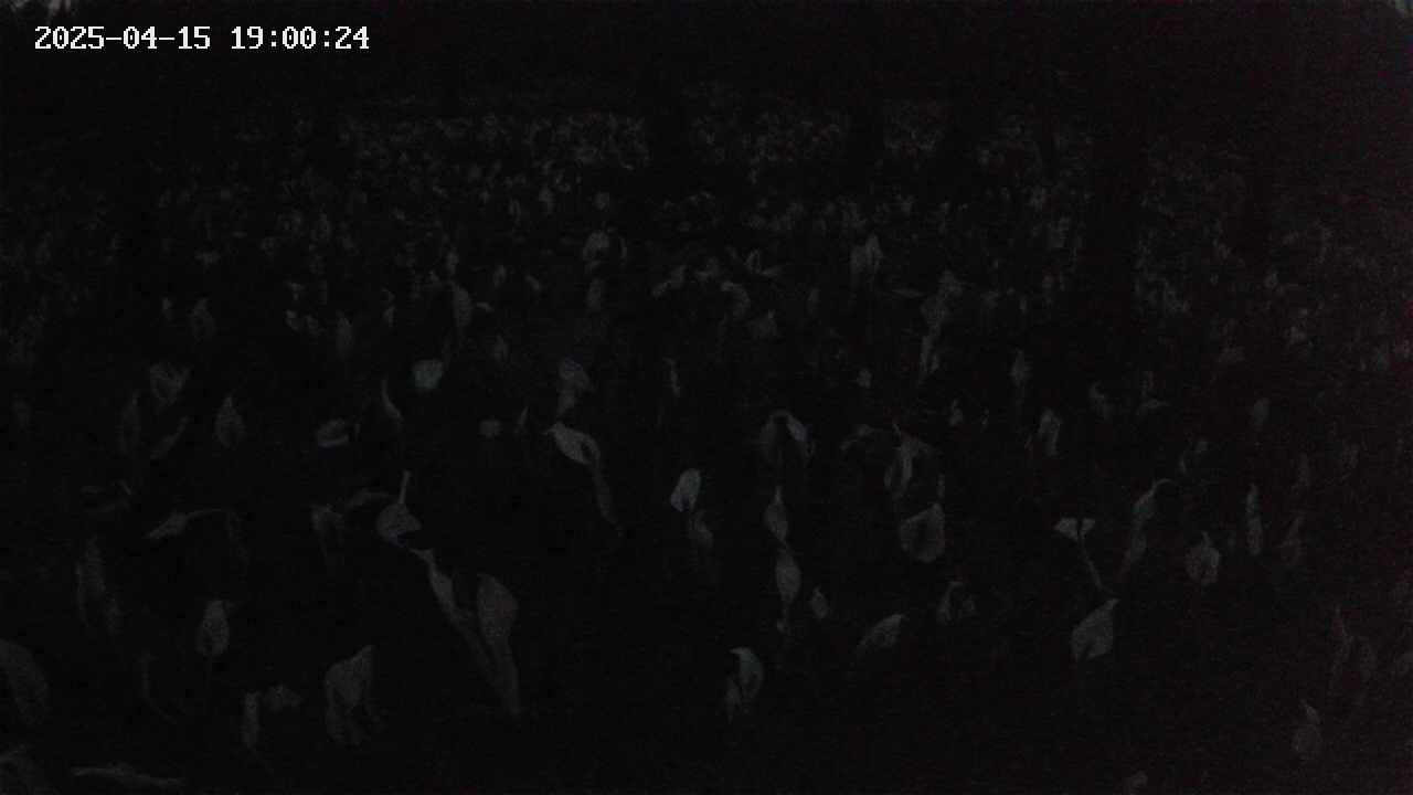 mizubasho2-20250415190025.jpg