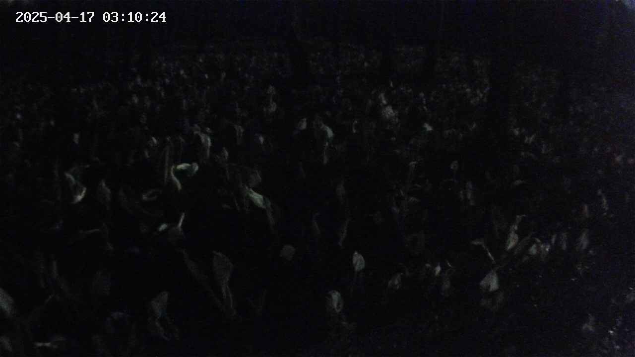 mizubasho2-20250417031025.jpg