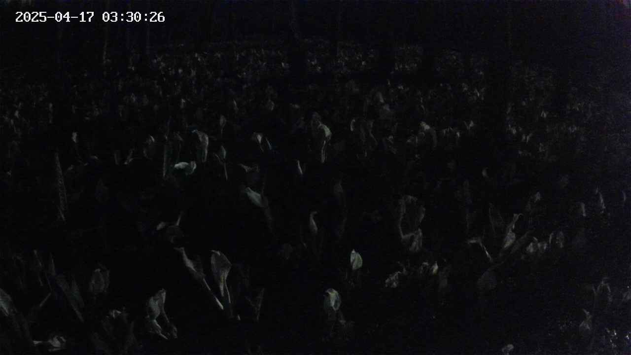 mizubasho2-20250417033027.jpg