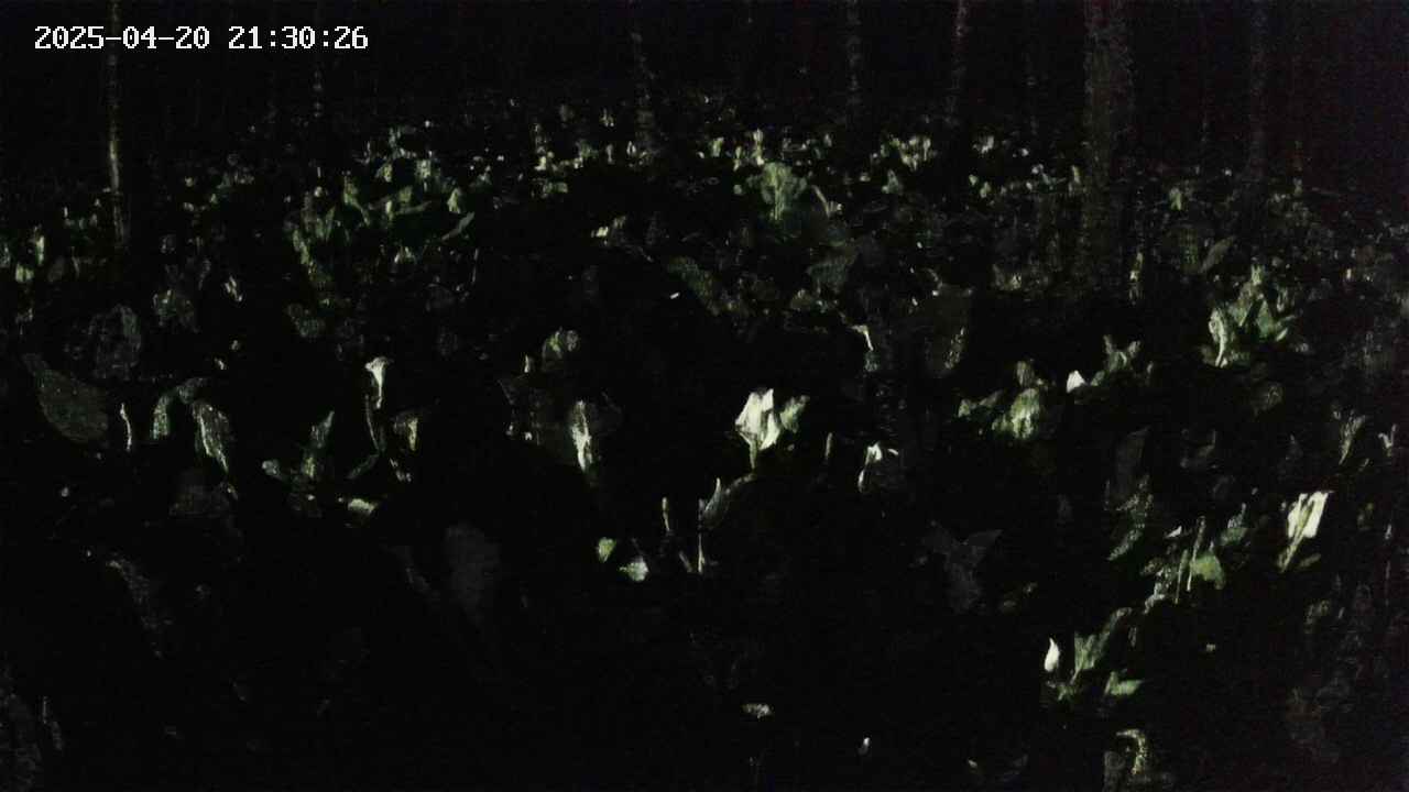 mizubasho2-20250420213028.jpg
