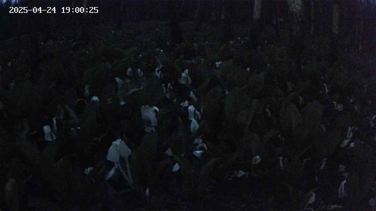 mizubasho2-20250424190026.jpg