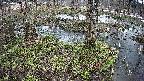 mizubasho3-20250404113043.jpg