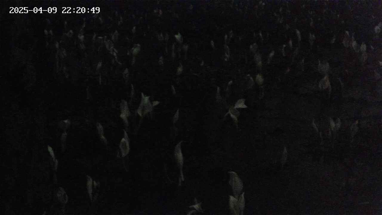 mizubasho4-20250409222051.jpg