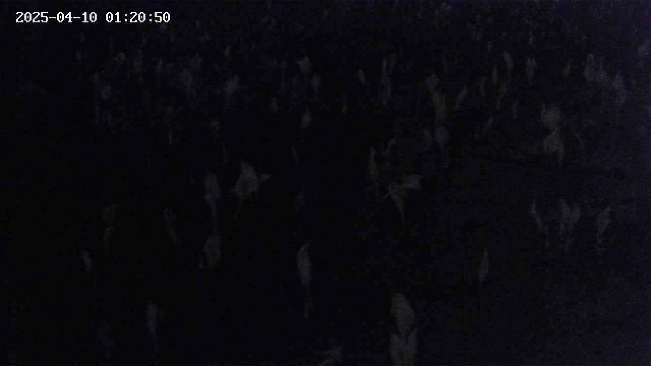 mizubasho4-20250410012051.jpg