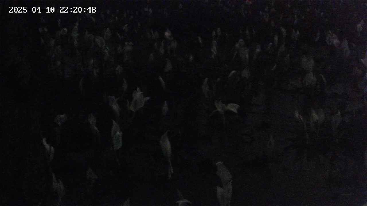 mizubasho4-20250410222050.jpg