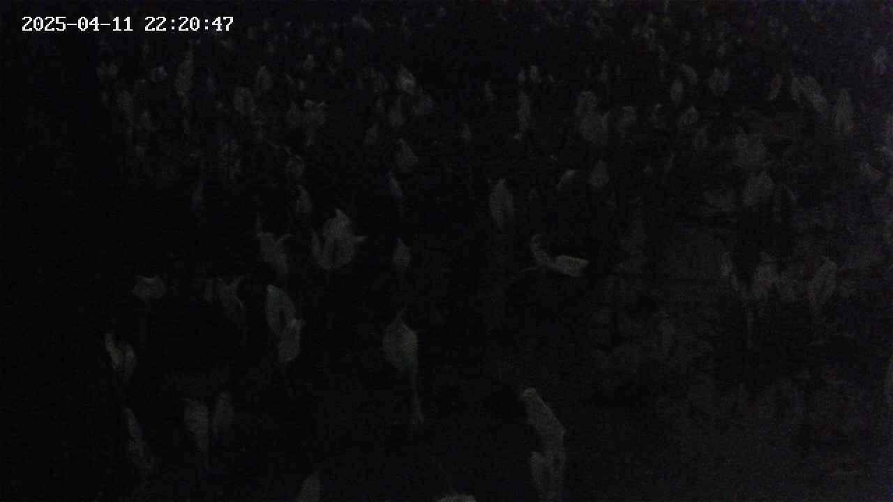 mizubasho4-20250411222048.jpg